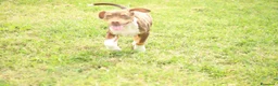Pitbull cani in vendita: Cucciolo Red Tricolor con pedigree anche a rate - Annuncio 2