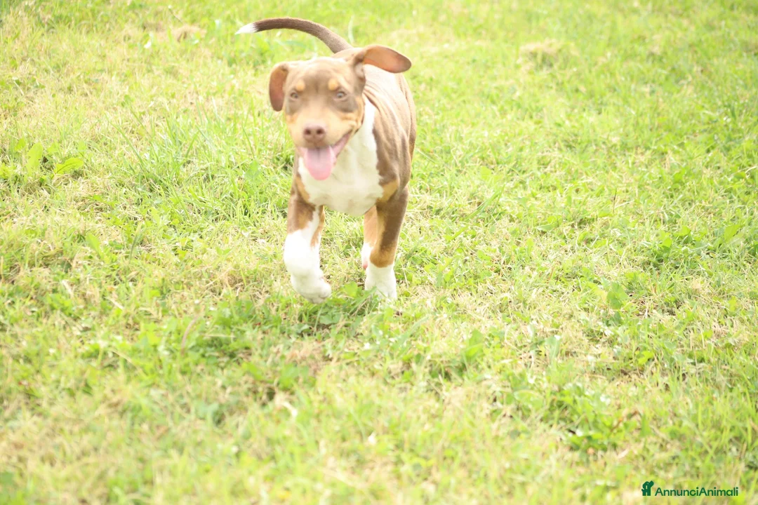 Pitbull cani in vendita: Cucciolo Red Tricolor con pedigree anche a rate - Annuncio 2