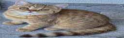British gatti in vendita: Scottish Straight con Pedigree  - Annuncio 8