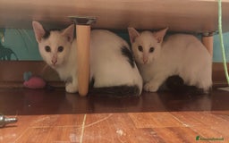 Europeo gatti in regalo: Gattini in adozione a BOLOGNA  - Immagine 3