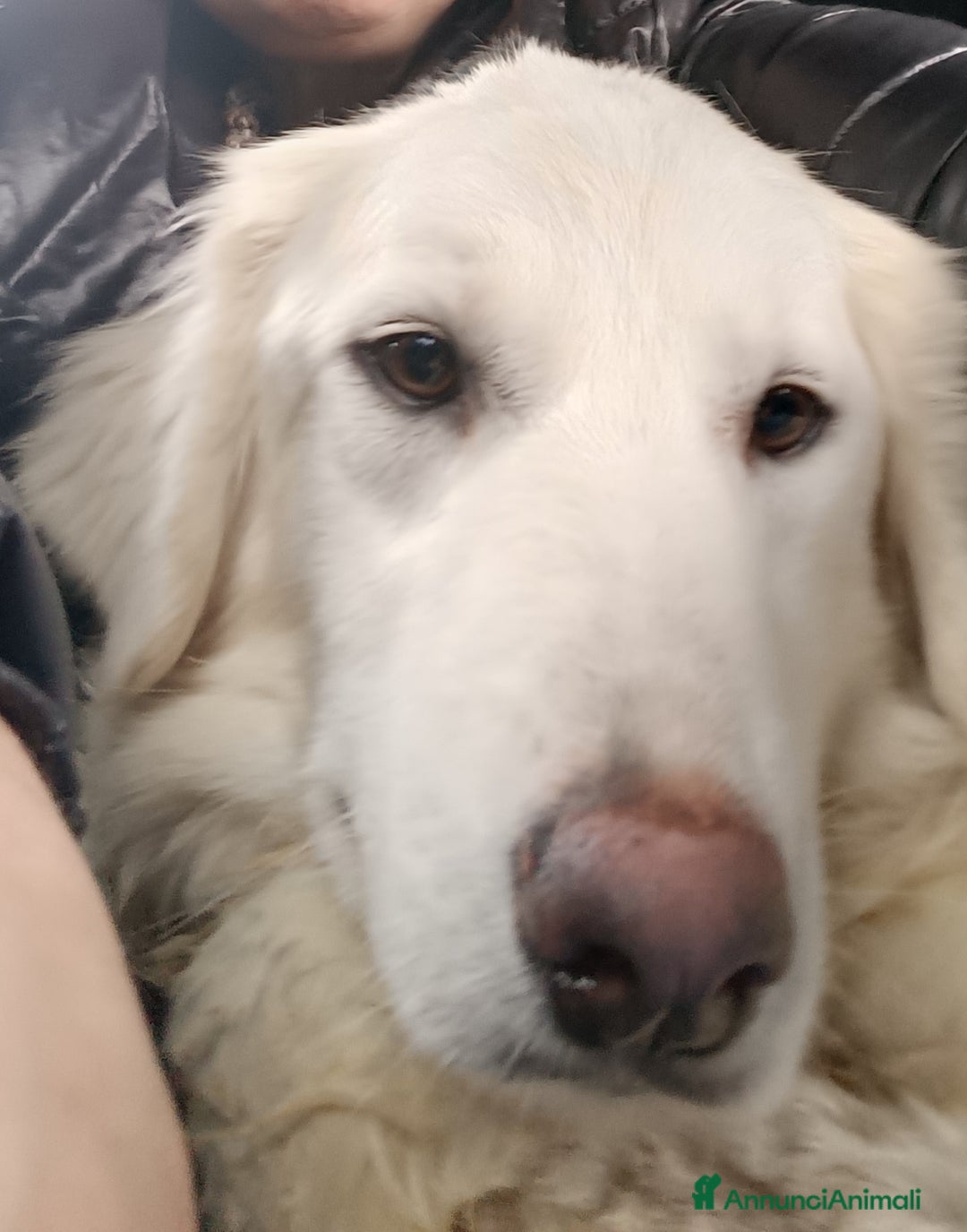 Meticcio cani in regalo: Asia  - Annuncio 6