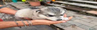 Alaskan Malamute 5