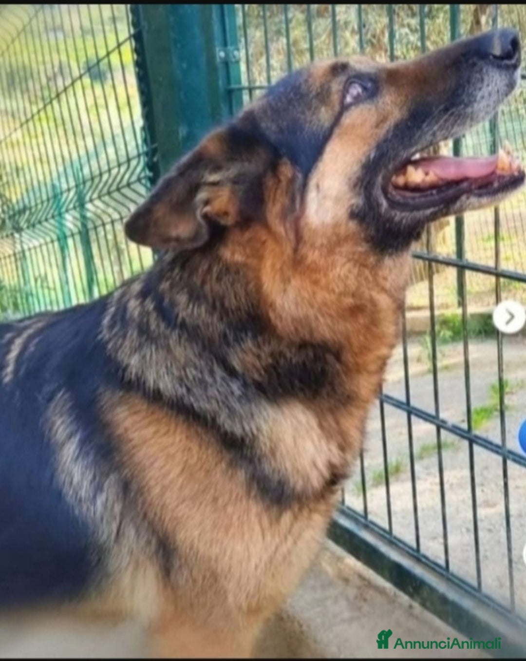 Pastore Tedesco cani in regalo: Pastore Tedesco adulto TUTTI AVVELENATI TRANNE LUI a Città metropolitana di Milano - Immagine 2