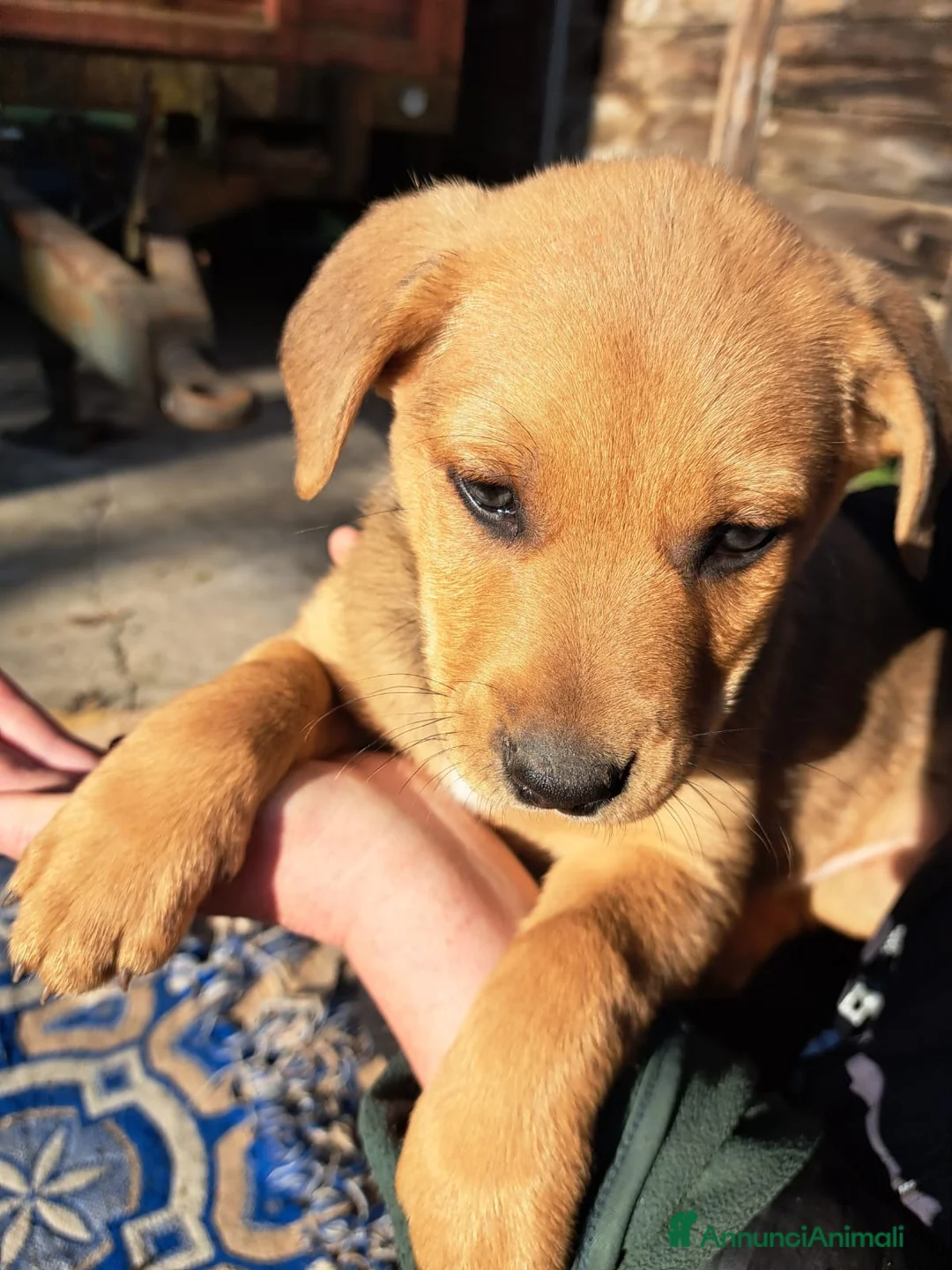 Meticcio cani in regalo: Si regalano i cagnolini  - Annuncio 10