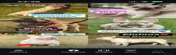 Bulldog Francese cani in vendita: Cucciola di Bulldog Francese  - Annuncio 10