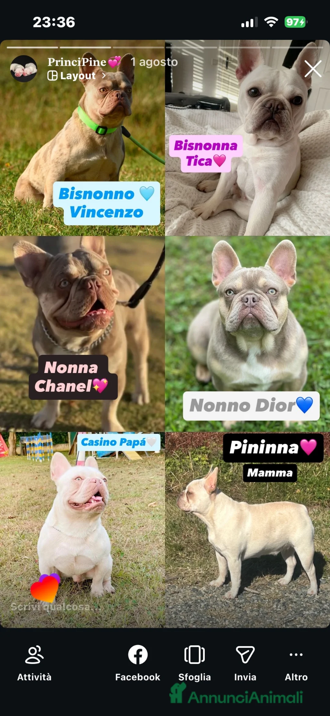 Bulldog Francese cani in vendita: Cucciola di Bulldog Francese  - Annuncio 10
