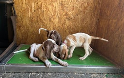 Bracco cani in vendita: cuccioli di bracco italiano a Provincia di Biella - Immagine 5