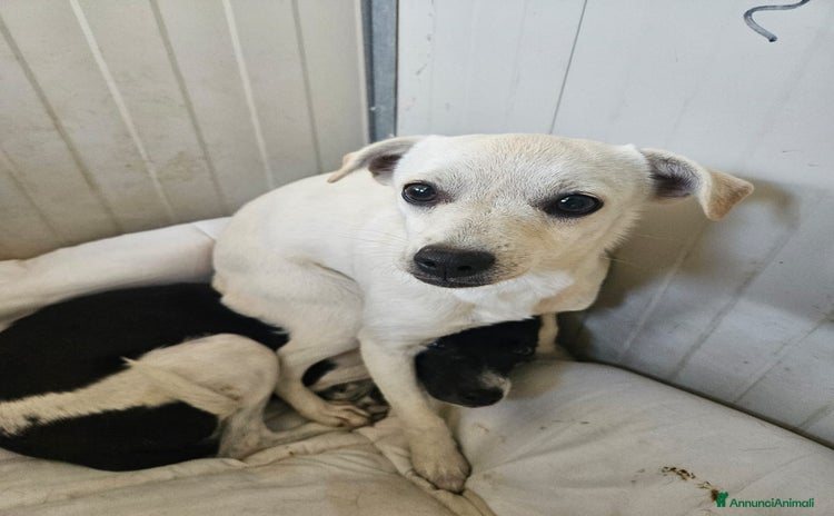 Meticcio cani Kanna: 1 anno, taglia piccola, socievole  - Annuncio 19