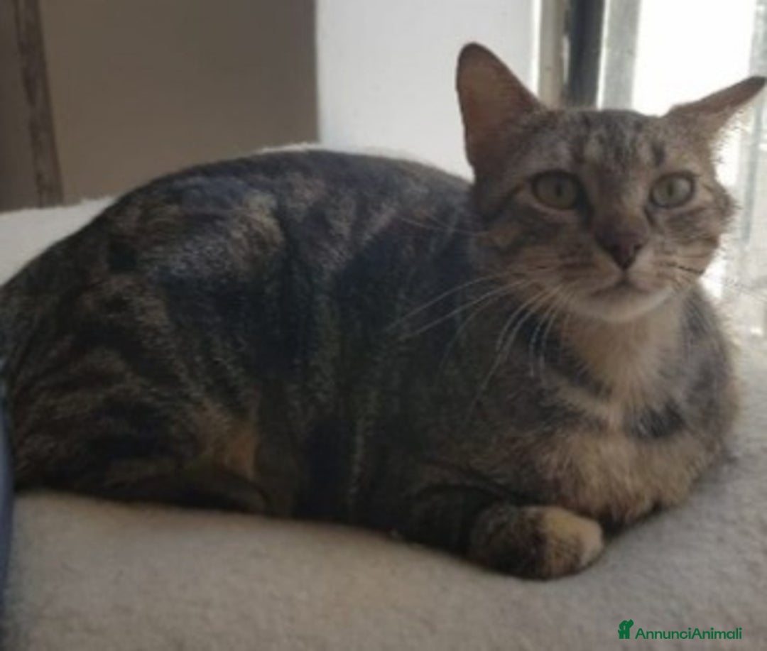 Europeo gatti in regalo: Mici mamma e figlio, giovani,salvati, FELV+.Puglia a Città Metropolitana di Milano - Annuncio 4