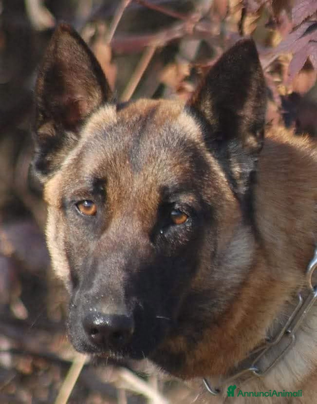 Pastore Belga cani in vendita: Cuccioli di pastore belga malinois  - Annuncio 6