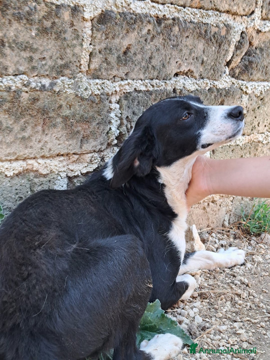 Altre razze cani in regalo: Giorgietto, dolcissimo, 2 anni  - Annuncio 3