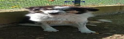Meticcio cani in regalo: EVA bella timidina a Città Metropolitana di Firenze - Annuncio 4