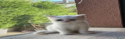 British gatti in vendita: 🐾 I piccoli gattini pelosi e adorabili  - Annuncio 7