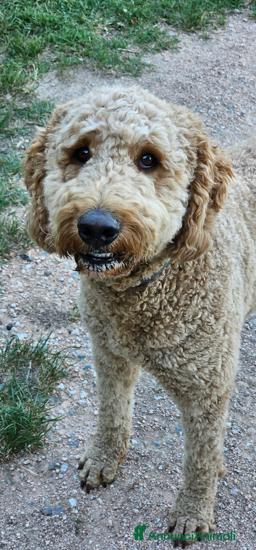 Altre razze cani per accoppiamento: Golden Doodle F1B per accoppiamento  - Annuncio 9