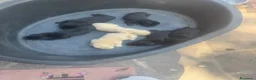 Labrador cani in vendita: Cuccioli di Labrador miele e neri a Spoleto (PG) - Annuncio 5