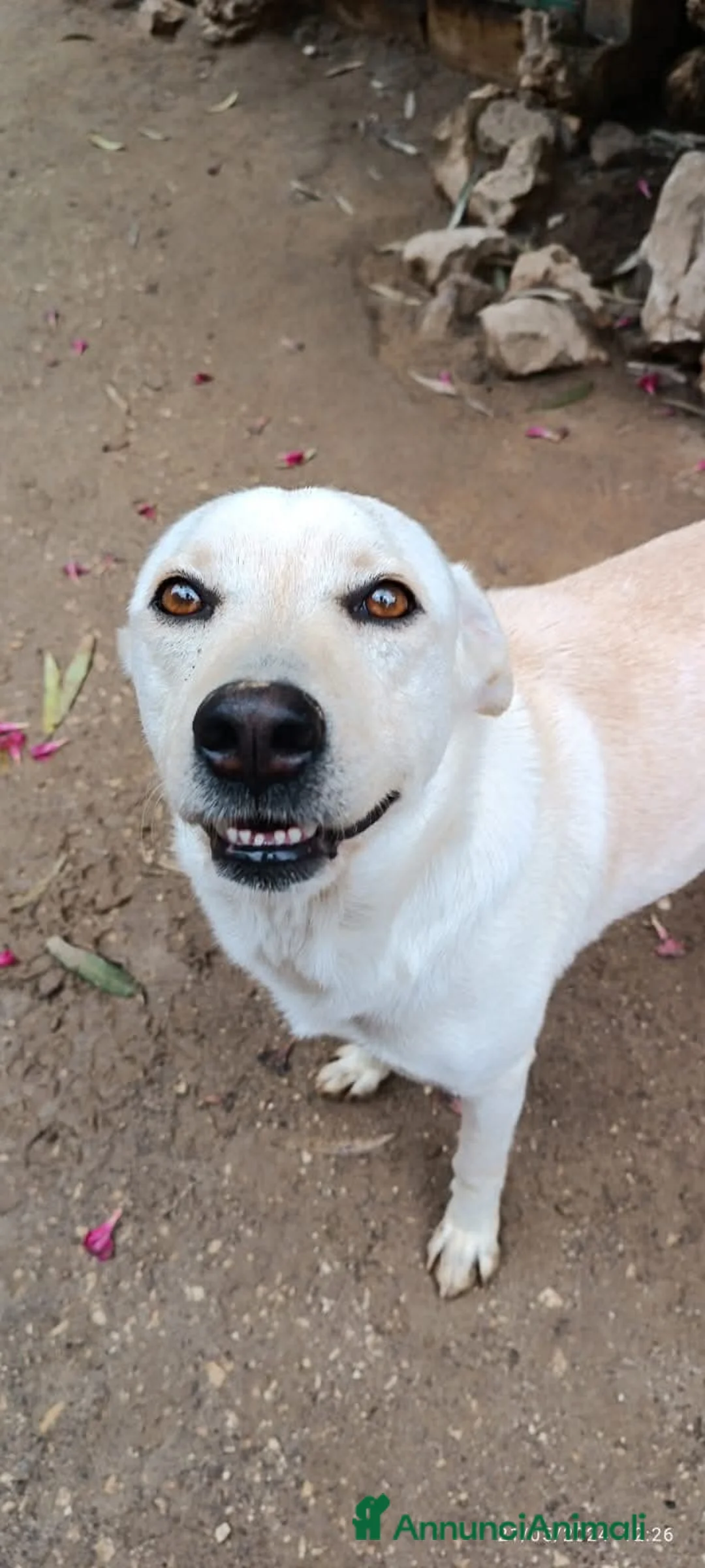 Labrador cani in regalo: Aron cerca casa - Annuncio 7