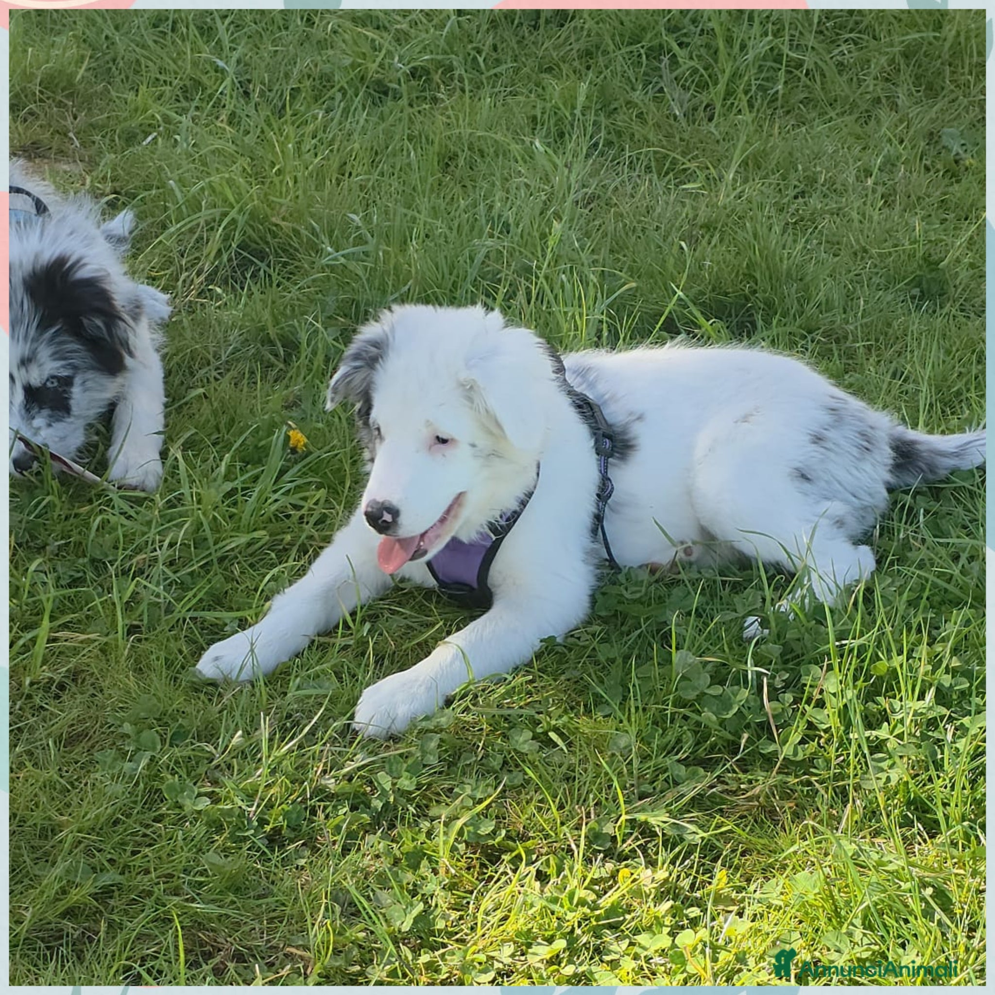 Meticcio cani cuccioli su prenotazione - Annuncio 5