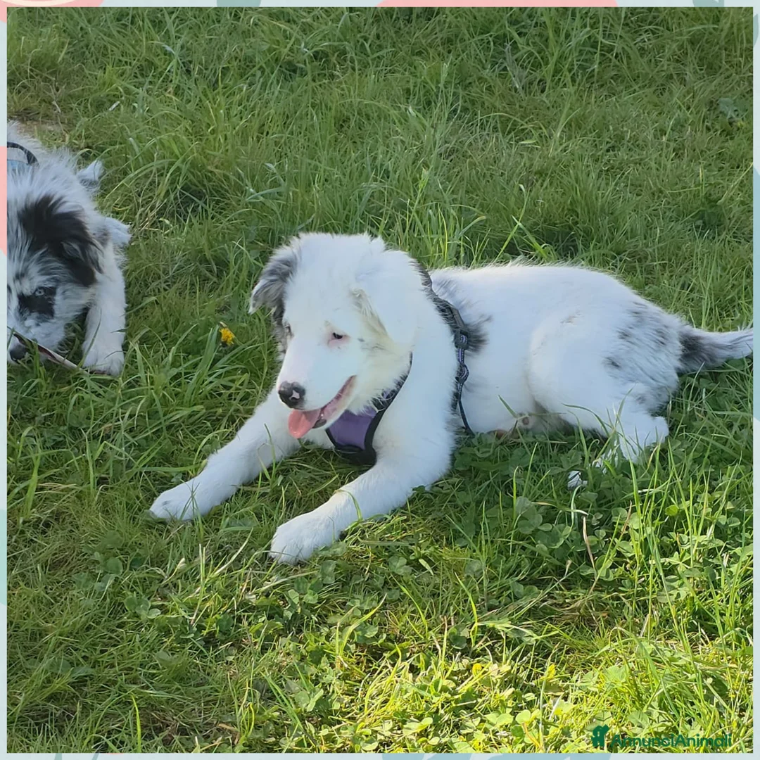 Meticcio cani in vendita: cuccioli su prenotazione - Annuncio 2