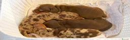 Bassotto cani in vendita: Cuccioli bassotto con pedigree - Annuncio 5