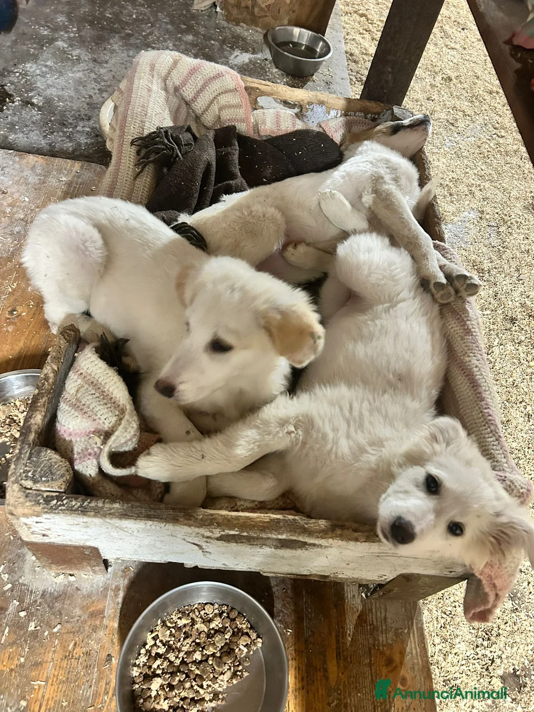 Meticcio cani in regalo: 3mesi mix Maremmani saliti a MODENA - Annuncio 9