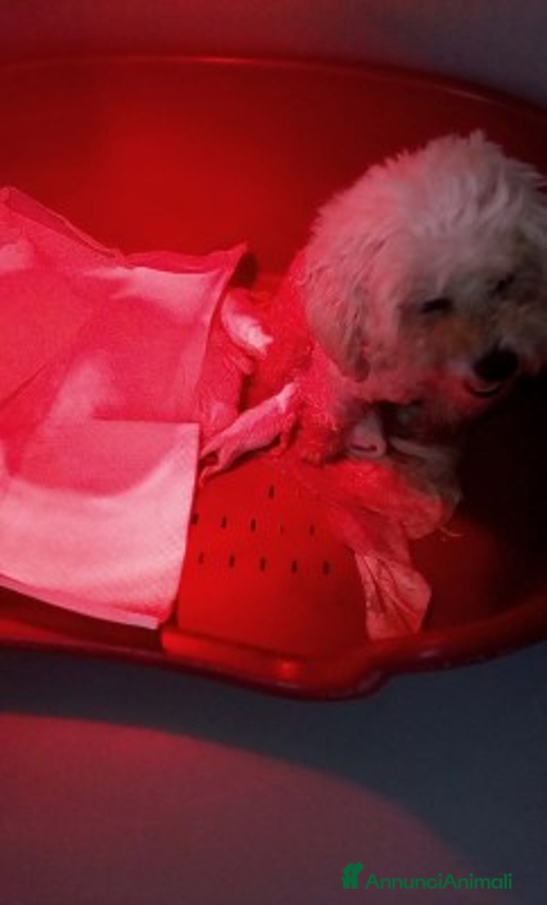 Bichon cani in vendita: Bichon a pòil frisè  a Magenta - Annuncio 2