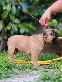 Bulldog Francese cani in vendita: Cucciolo bulldog francese maschio - Annuncio 4