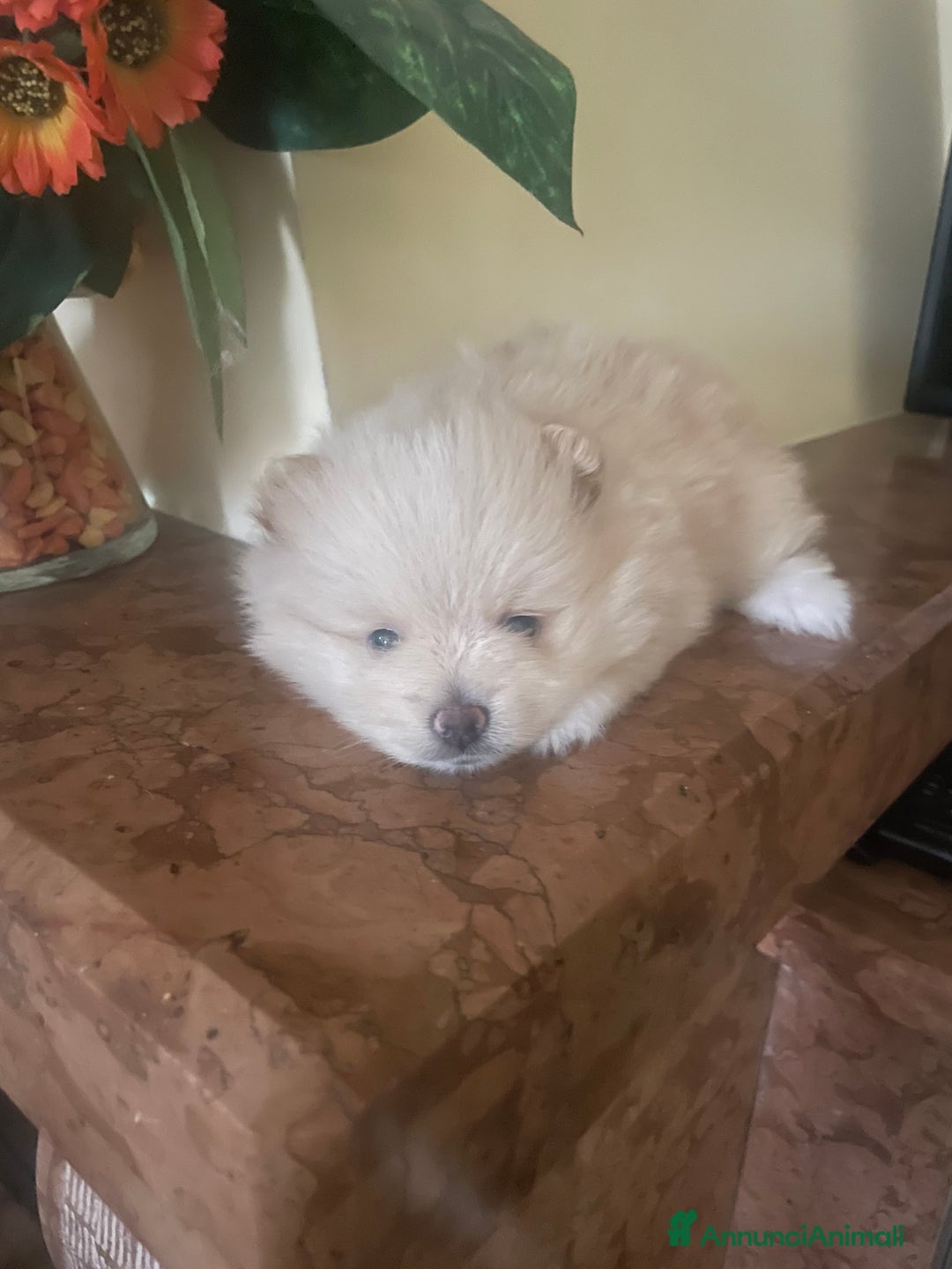 Spitz cani in vendita: Spitz tedesco nano /pomerania a Città metropolitana di Roma Capitale - Immagine 3