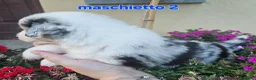 Australian Shepherd cani in vendita: Cuccioli di pastore australiano disponibili  - Annuncio 4
