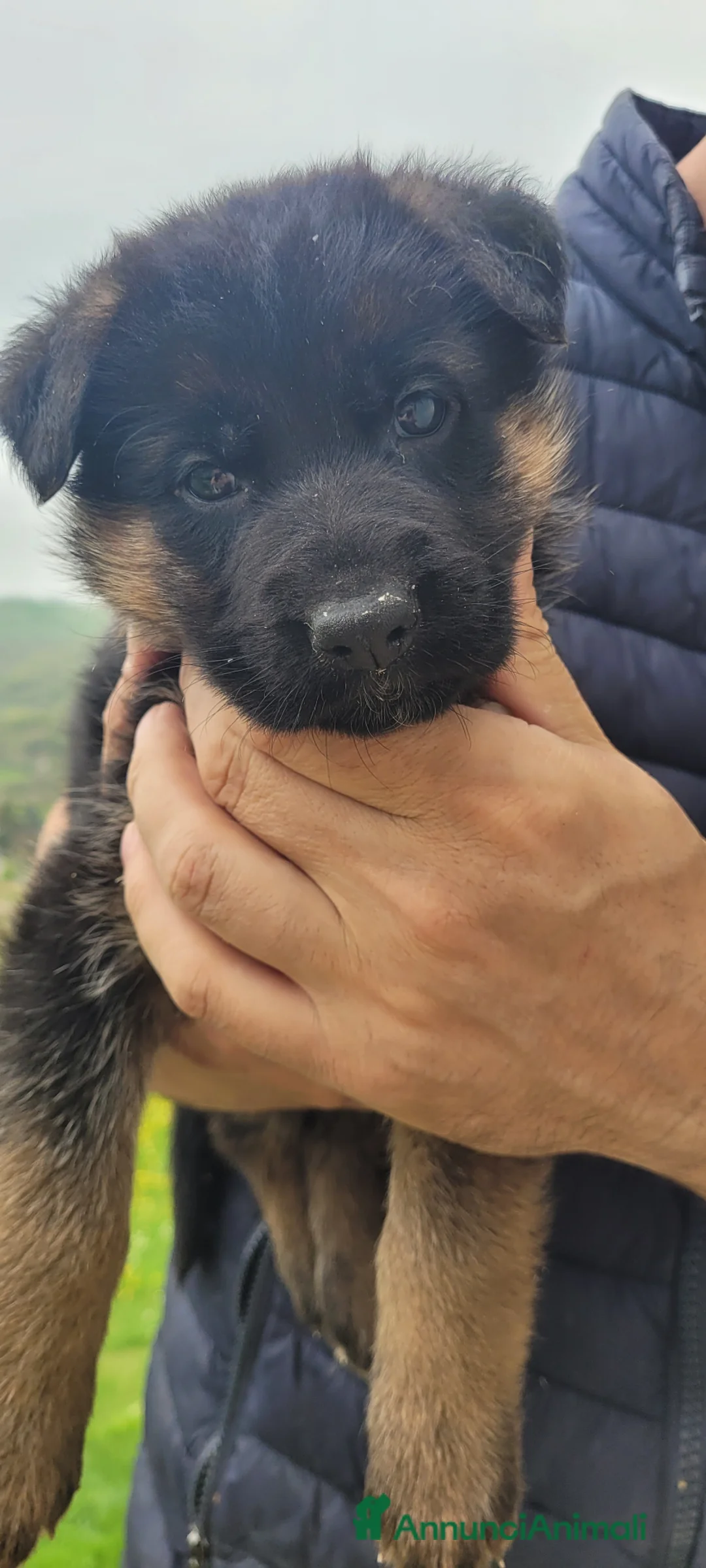 Pastore Tedesco cani in vendita: Vendita cuccioli di pastore tedesco a pelo corto  - Annuncio 7