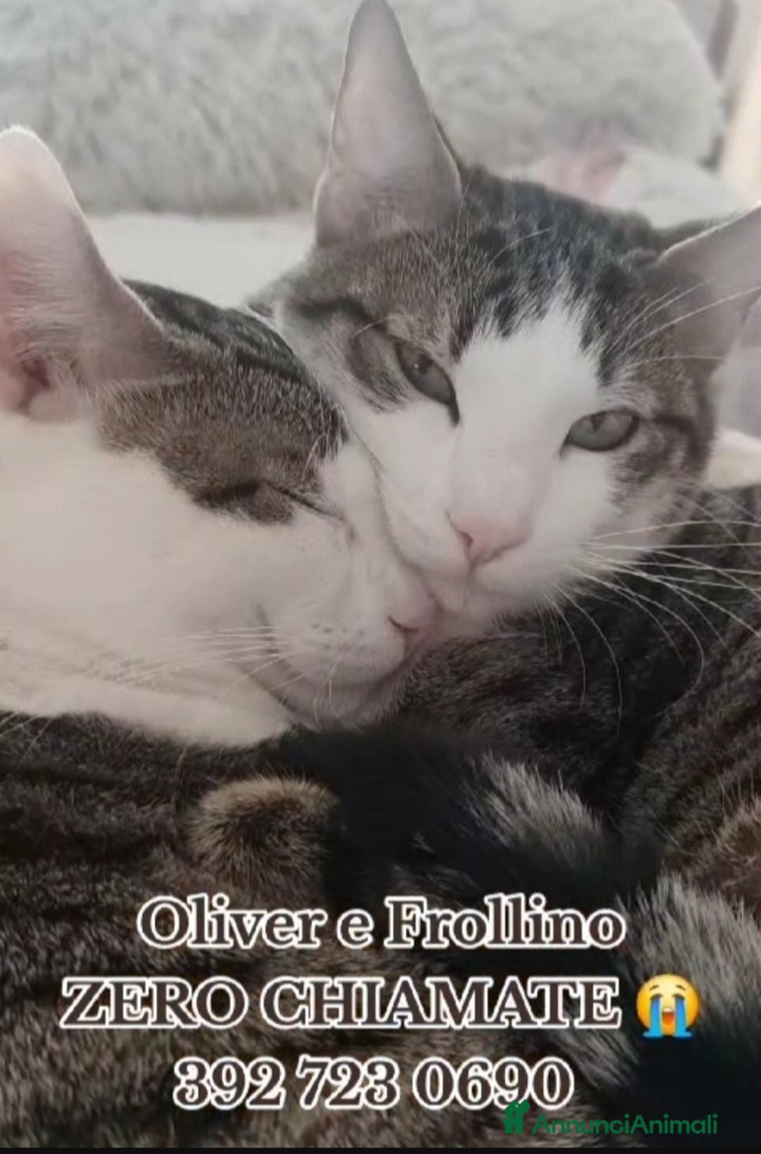 Europeo gatti in regalo: 2mici tigrati 1anno inseparabili! ROMA SOS CASA - Annuncio 5