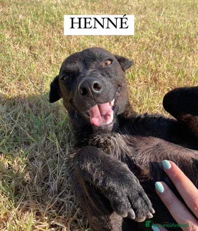 Meticcio cani a Provincia di Latina - Annuncio 1