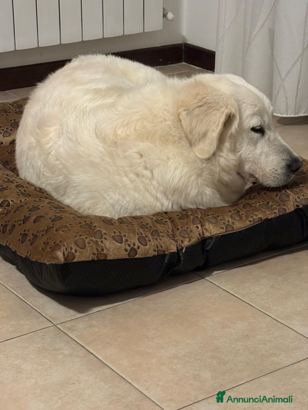 Meticcio cani in regalo: SOS SOS SOS DOLCE OSLO - Annuncio 6