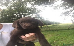Labrador cani in regalo: Labrador cuccioli di due mesi - Immagine 7