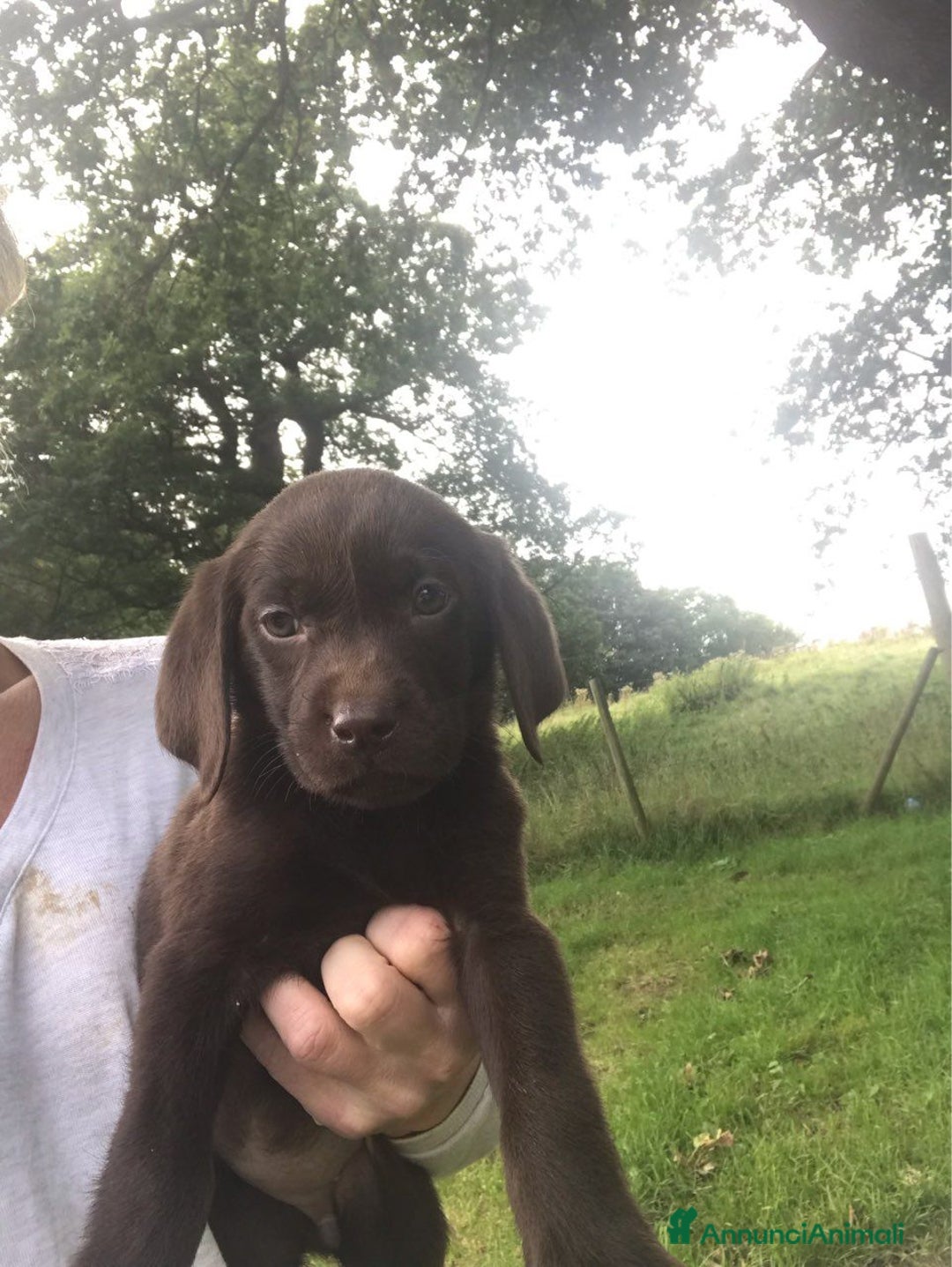 Labrador cani in regalo: Labrador cuccioli di due mesi - Immagine 7