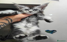 Maine Coon gatti in vendita: Cuccioli di Maine Coon Altissima Genealogia  a Provincia di Lucca - Immagine 5