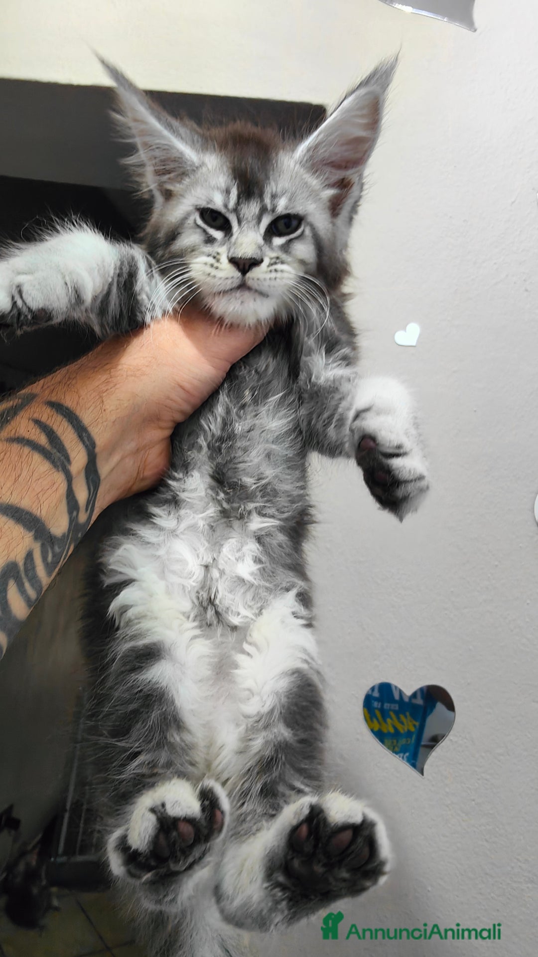 Maine Coon gatti in vendita: Cuccioli di Maine Coon Altissima Genealogia  a Provincia di Lucca - Immagine 5