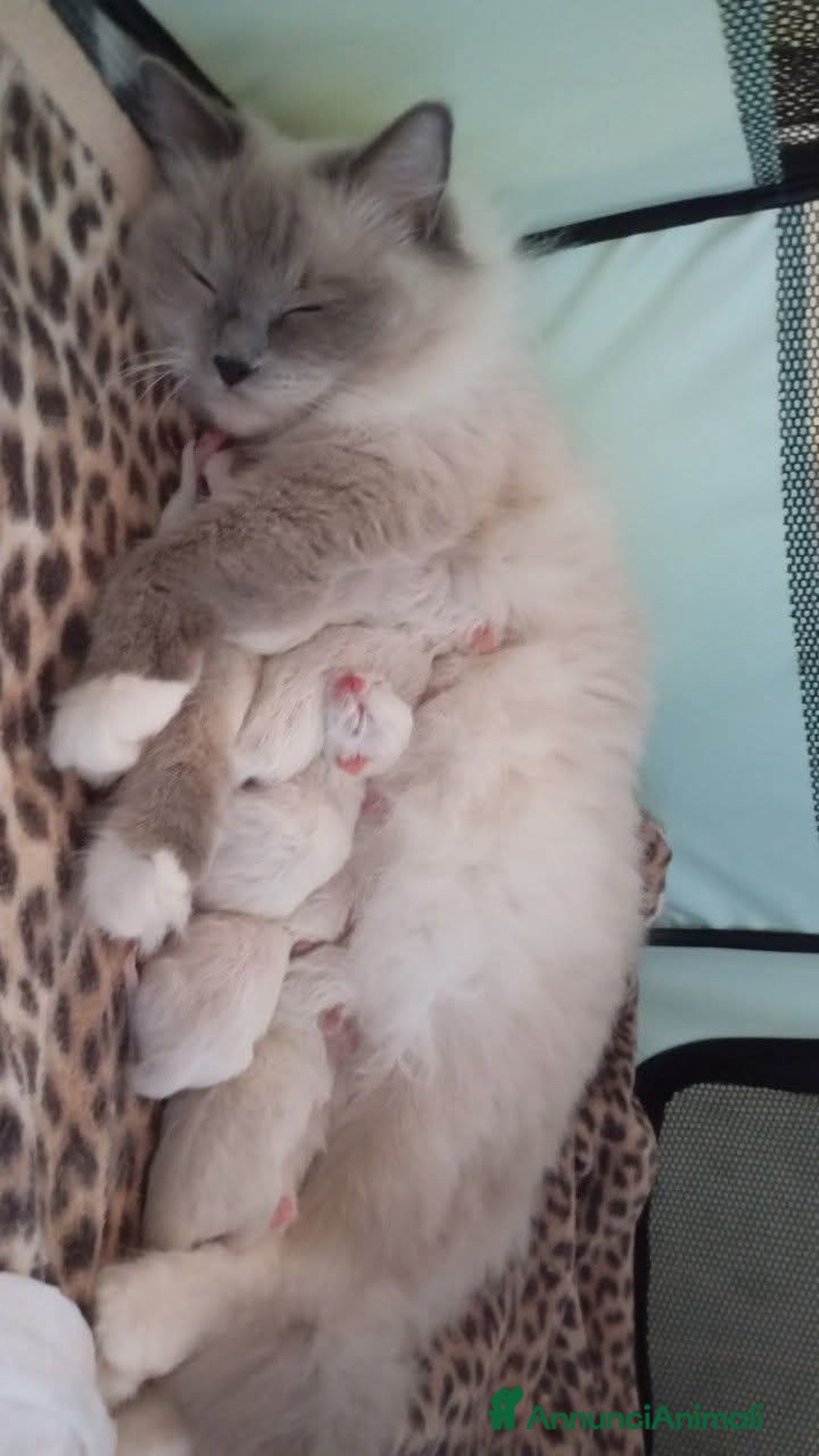 Ragdoll gatti in vendita: Cuccioli ragdoll  a Provincia di Mantova - Immagine 4