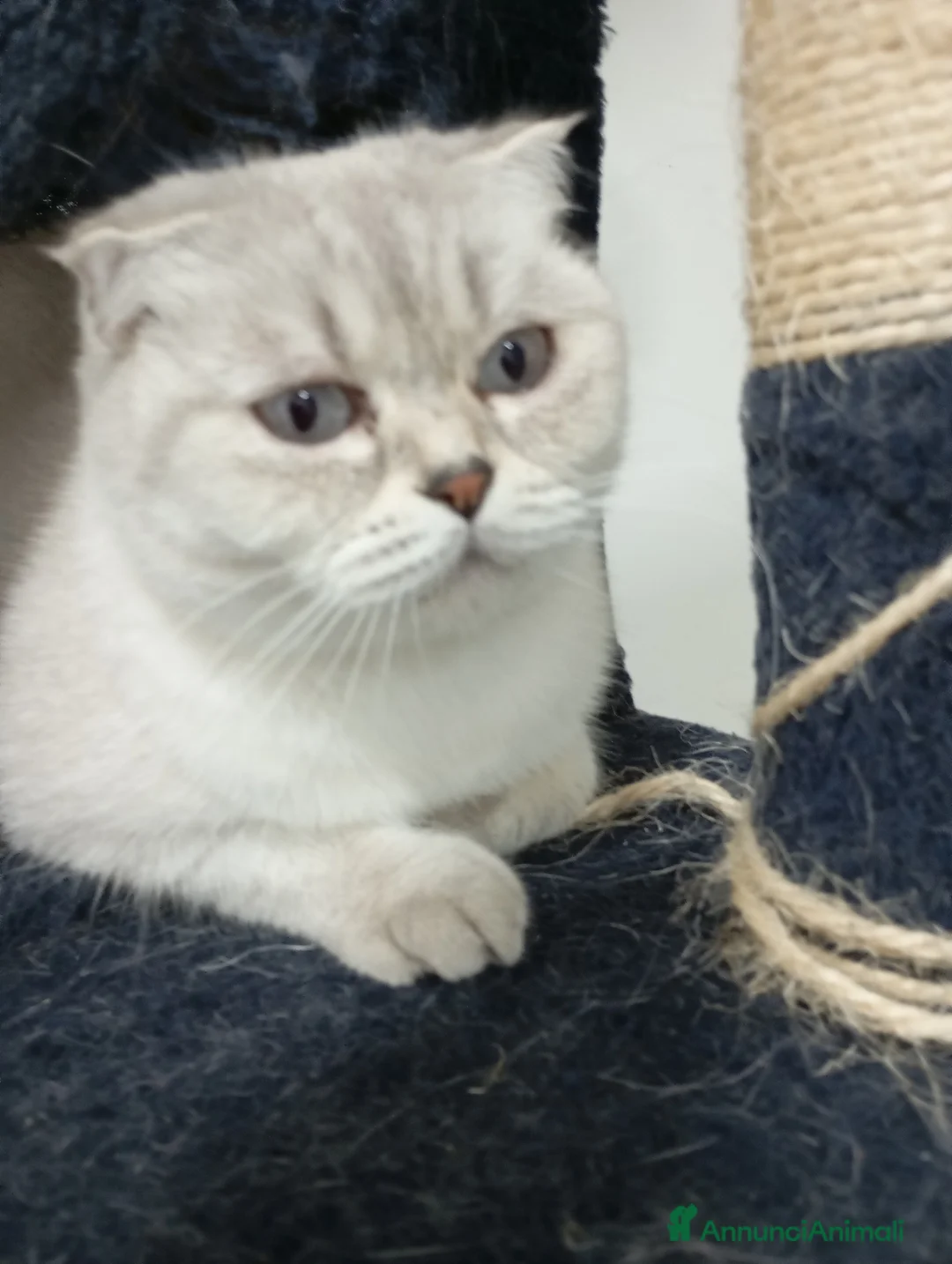 Scottish gatti in vendita: Cucciola di scottish straight  - Annuncio 5