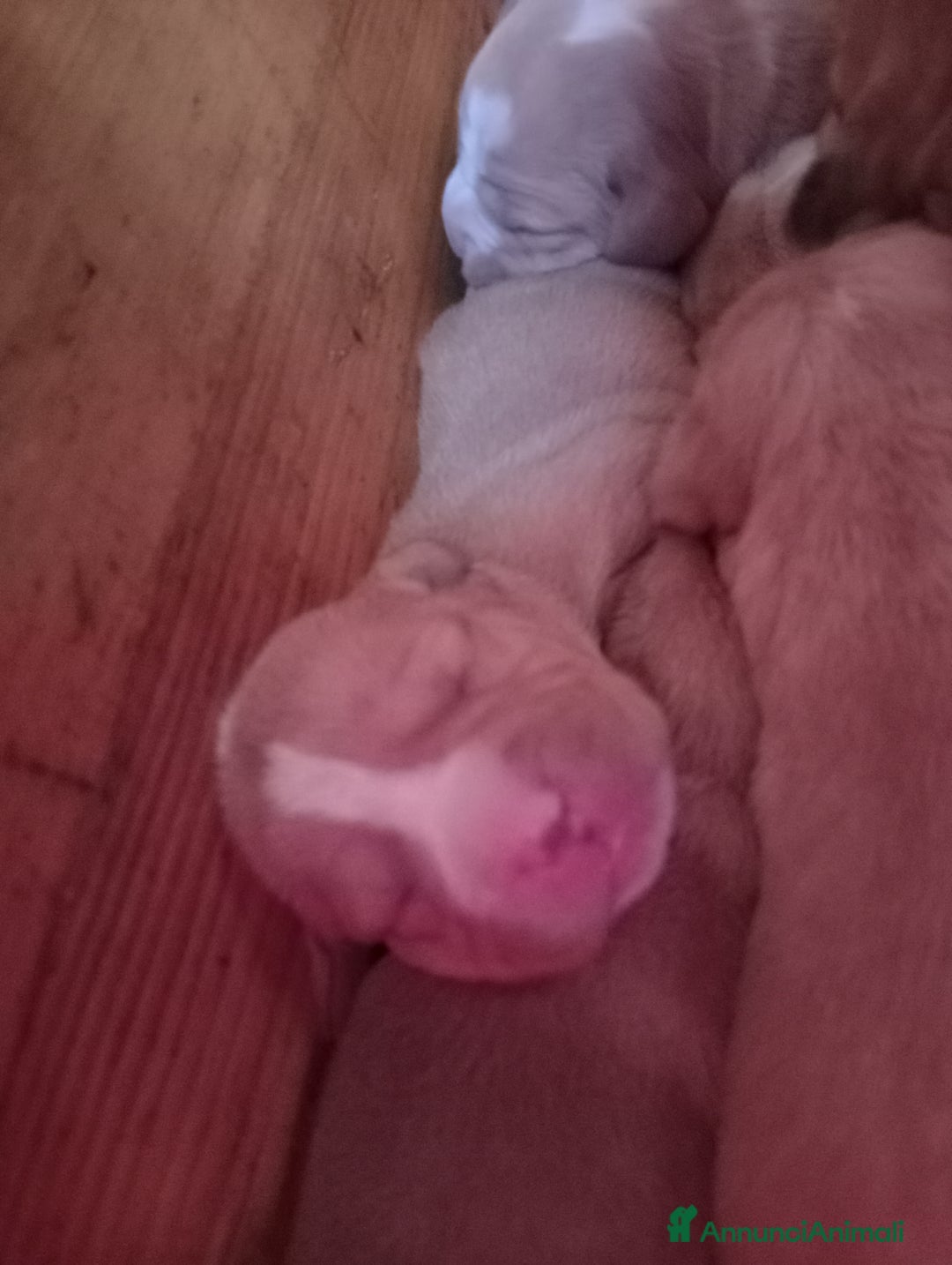 Meticcio cani in vendita: Cuccioli di Amstaff  - Annuncio 7