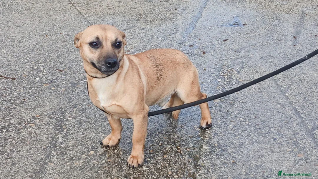 Meticcio cani in regalo: IL DOLCE CARAMELLO HA BISOGNO DI TE - Annuncio 2