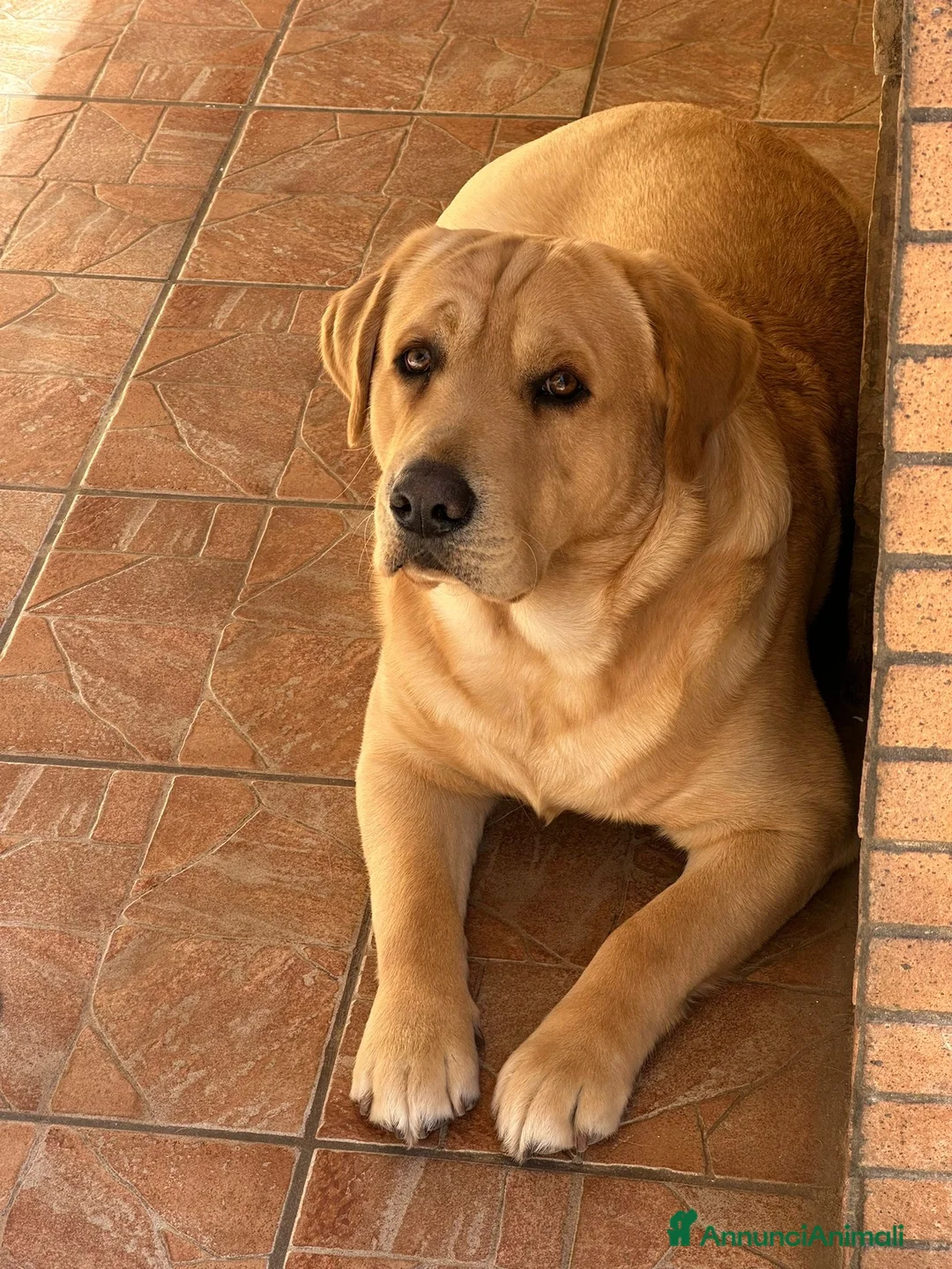 Labrador cani per accoppiamento: labrador per accoppiamento a Provincia di Lecce - Annuncio 4