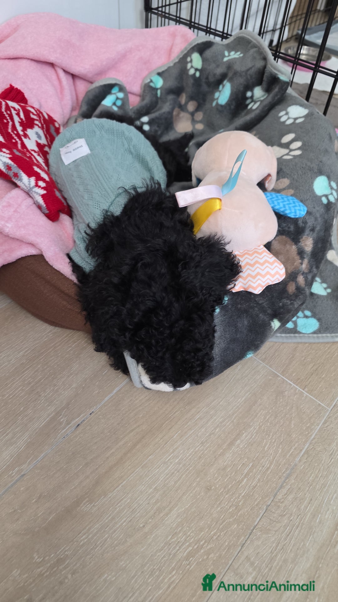 Barboncino cani in vendita: Vendita Barboncino nano femmina  - Annuncio 6