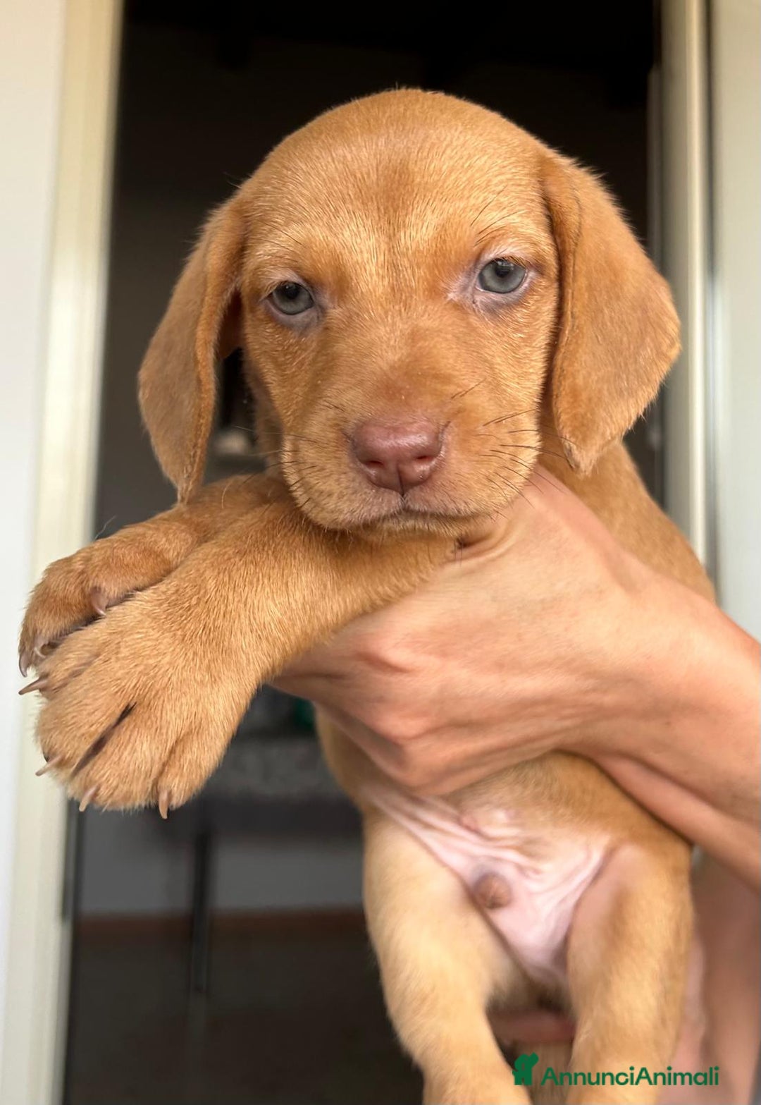 Altre razze cani in regalo: Milena ed i suoi fratellini cercano casa  a Città metropolitana di Roma Capitale - Annuncio 2