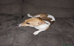 Jack Russell cani in regalo: REgalo Jack Russel a Città Metropolitana di Firenze - Immagine 2