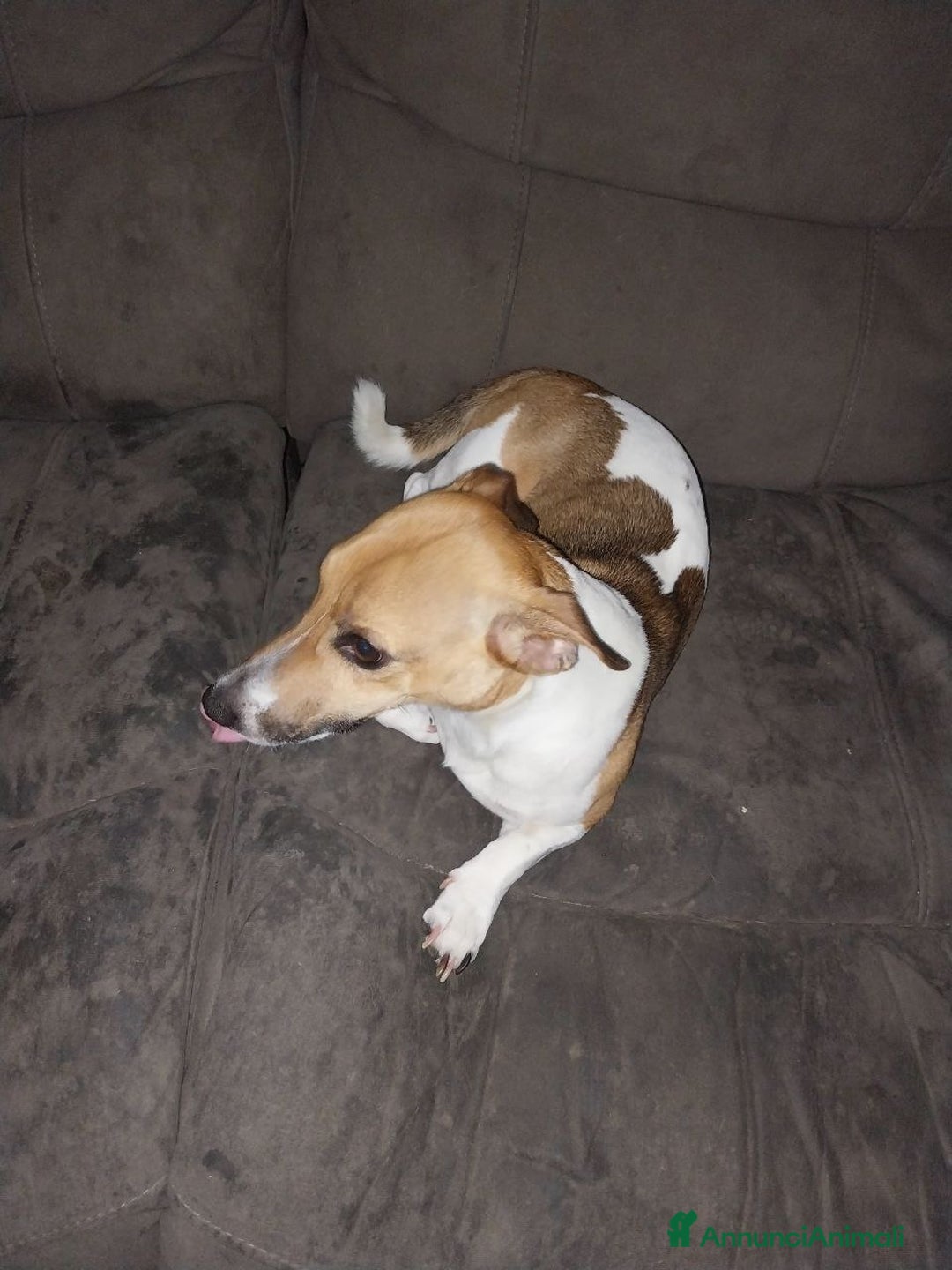 Jack Russell cani in regalo: REgalo Jack Russel a Città Metropolitana di Firenze - Immagine 2