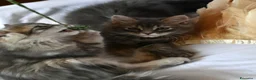Siberiano gatti in vendita: Cuccioli di Siberiano con pedigree Anfi - Annuncio 7