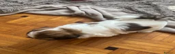 Shih Tzu cani in vendita: Schitzu il tuo batuffolo di gioia ti aspetta  - Annuncio 4
