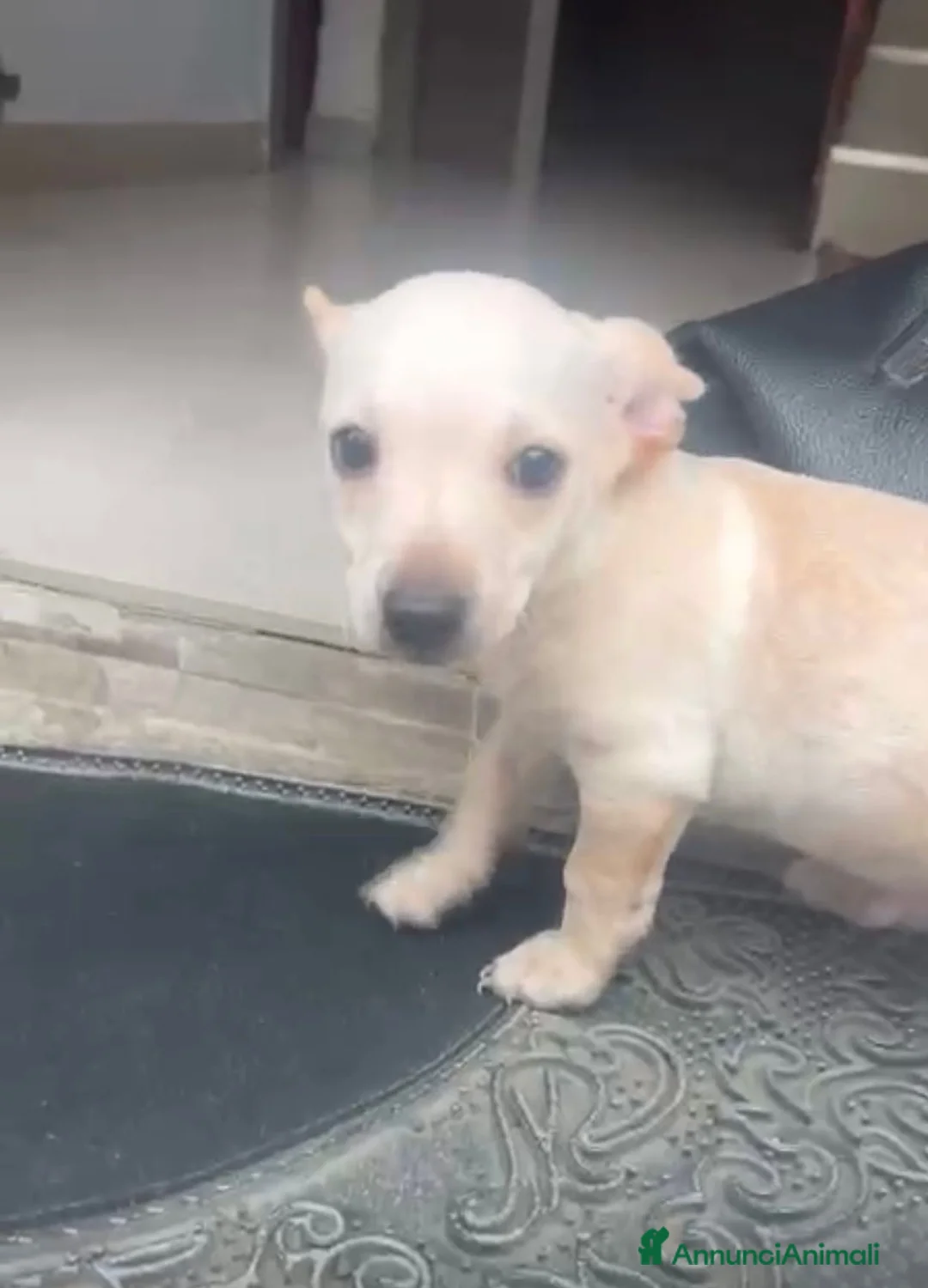 Meticcio cani in regalo: Fred bellissimo cucciolo taglia piccola a Milano a Città metropolitana di Milano - Annuncio 2