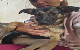 Meticcio cani in regalo: Clotilde: cucciolotta taglia piccola timida dolce  - Annuncio 4