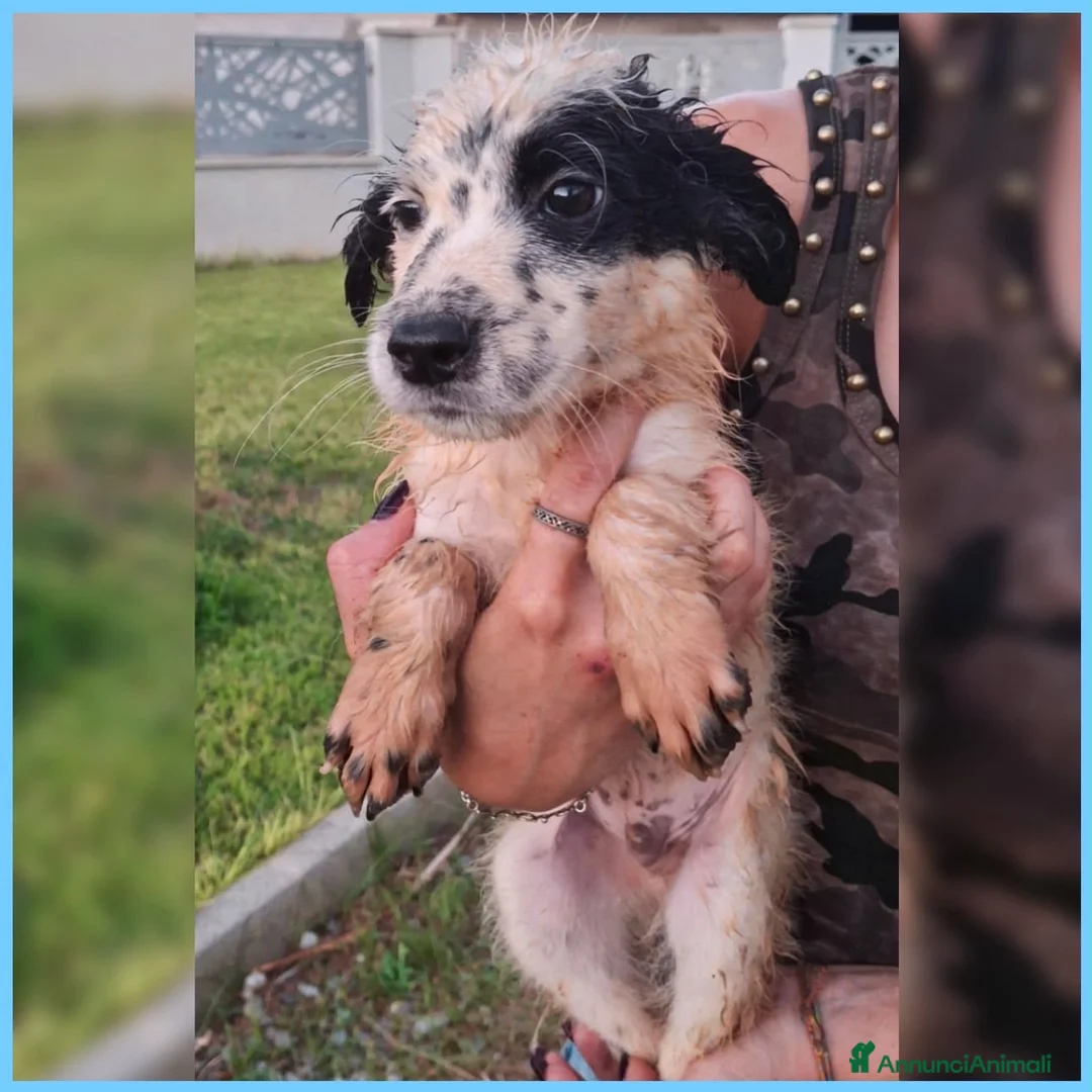 Meticcio cani in regalo: ROMOLO 💙 nato per conquistare un cuore 😍 a Provincia di Imperia - Annuncio 3